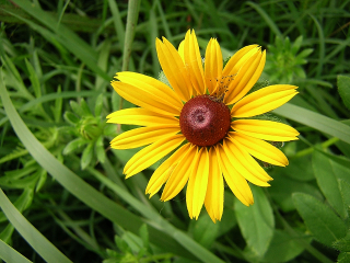 Brown Eyed Susan