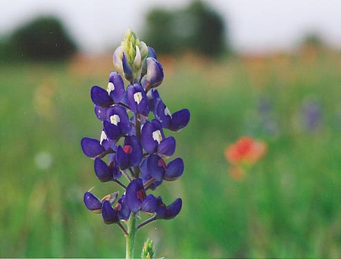 Texas Bluebonnet