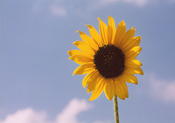 Sunflower #2