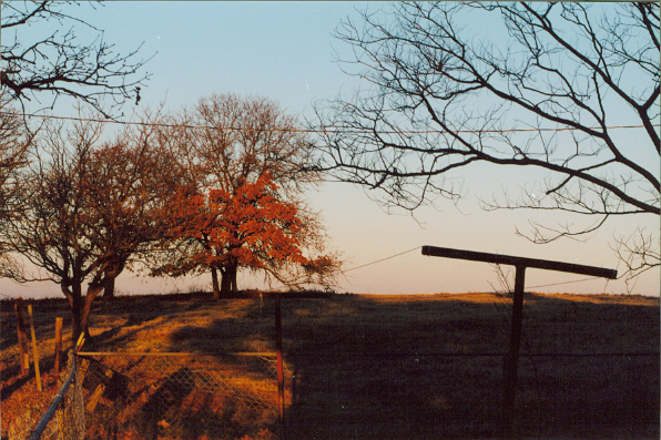 Winter Morning